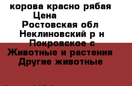 корова красно рябая › Цена ­ 60 000 - Ростовская обл., Неклиновский р-н, Покровское с. Животные и растения » Другие животные   